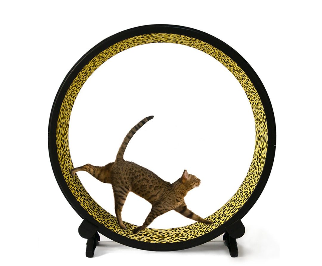 2025 One Fast Cat Rueda de Ejercicio para Gatos de 48′′, Cinta de Correr para Gatos